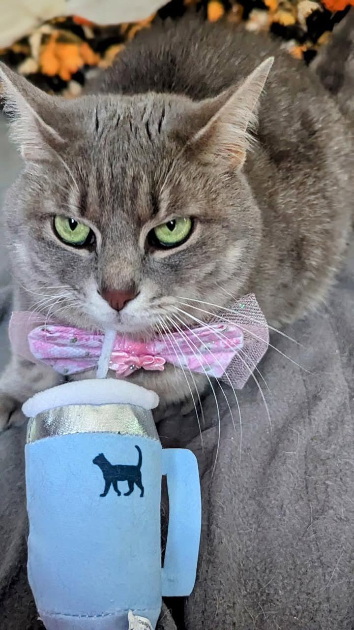 Catnip & Crinkle Plush Cat Toy