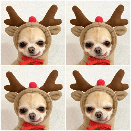 Fruit-Print Fleece Hoodie for Small Dogs
