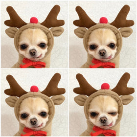 Fruit-Print Fleece Hoodie for Small Dogs