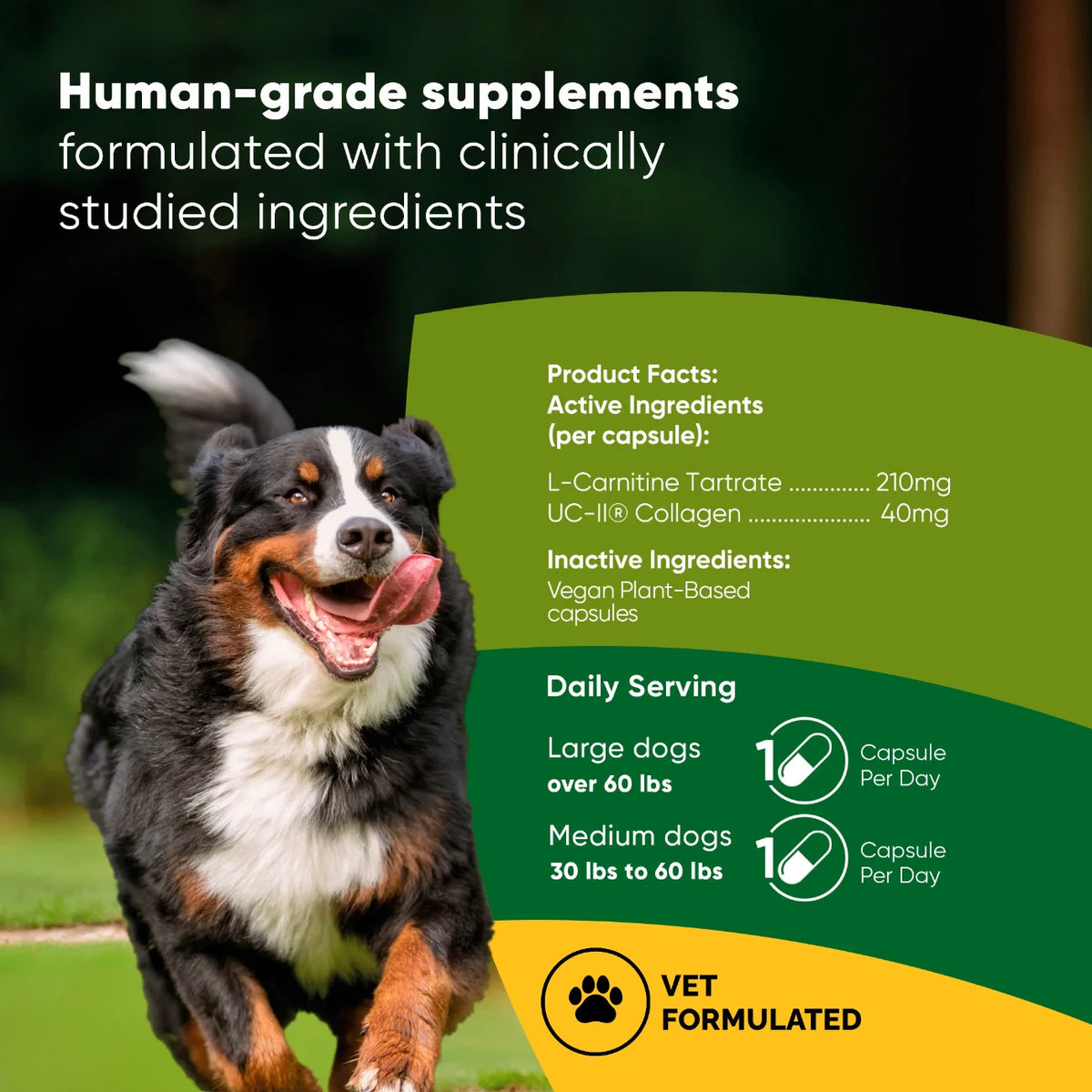 Rooted Owl™ Joint & Muscle Health (Med - Large Pets)