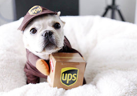 Funny Express Dog Clothes