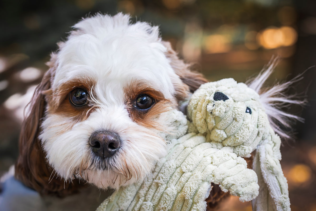 Barnyard Flatties™ Assorted Durable Plush Dog Toys (3pk)