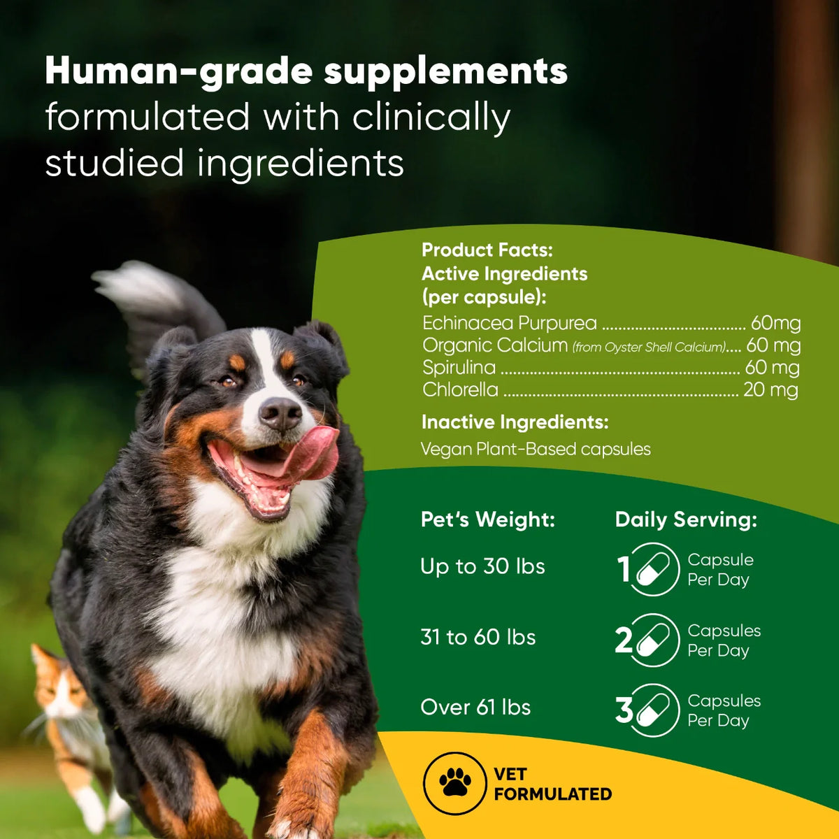 Rooted Owl® Spirulina & Chlorella