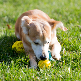 Squeaky Interactive Dog Balls for Puppy Teething