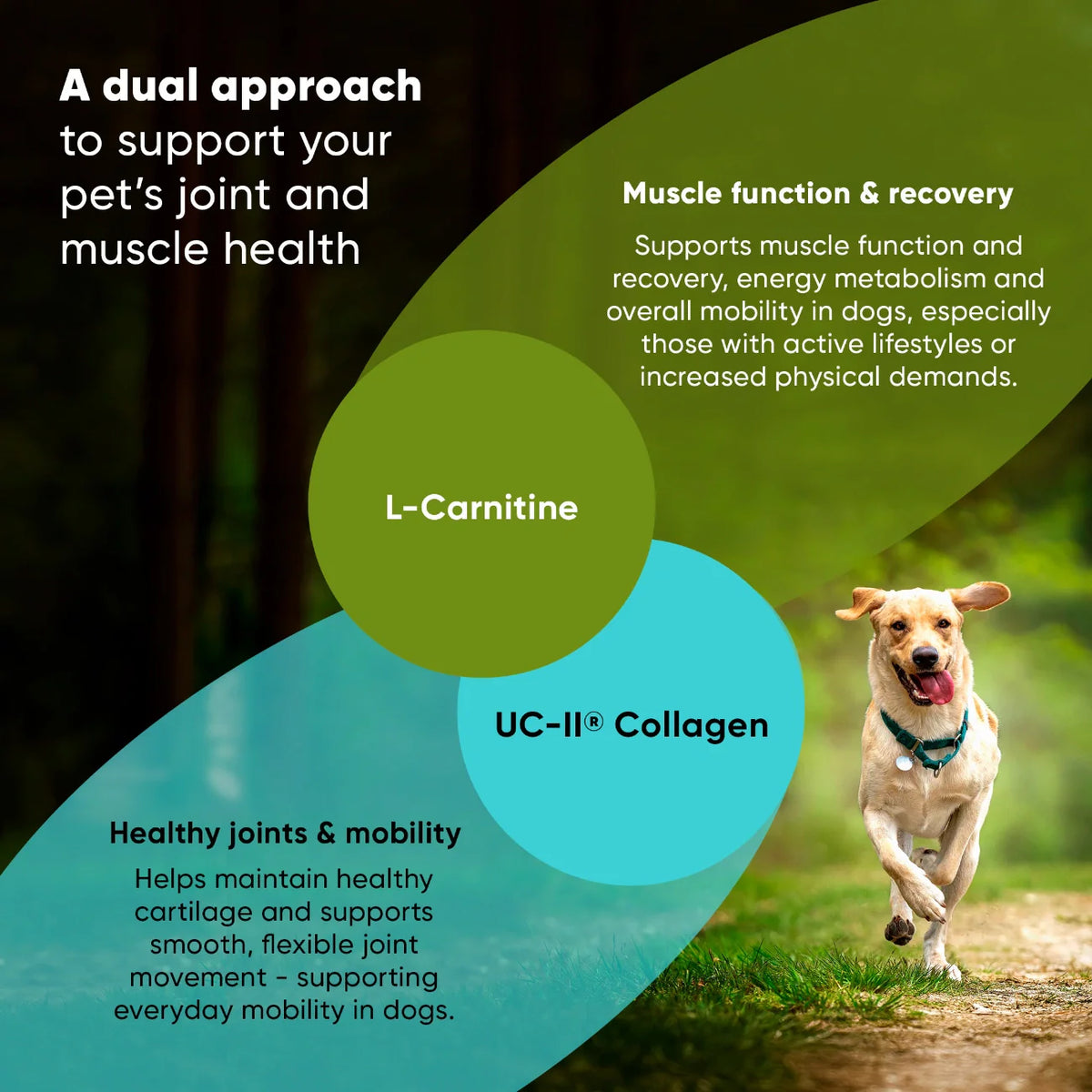 Rooted Owl™ Joint & Muscle Health (Med - Large Pets)