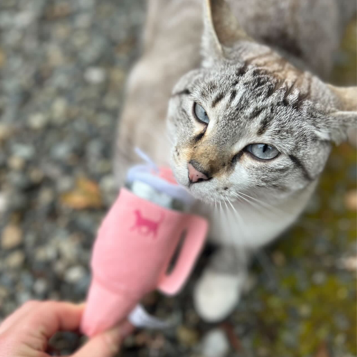 Catnip & Crinkle Plush Cat Toy
