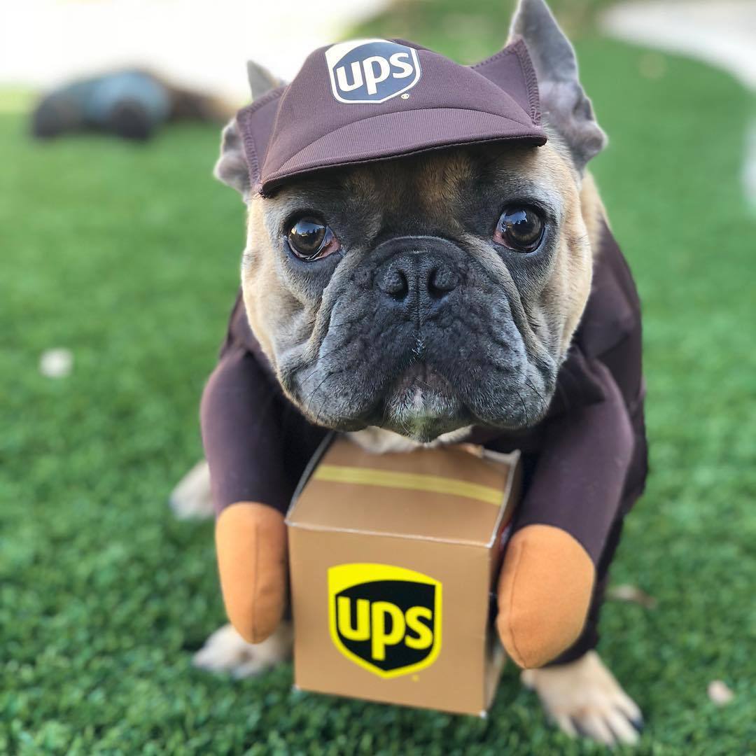 Funny Express Dog Clothes