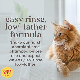 Hypoallergenic Cat Shampoo with Shea Butter and Honey, Gentle Formula for Indoor Cats with Dry or Sensitive Skin, Ph Balanced, Fragrance-Free, 10 Fl Oz - 2 Pack