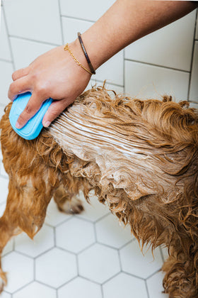 Dog Shampoo & Conditioner, In Bloom by Cleo & Hooman