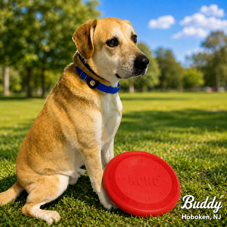 KONG Flyers Dog Frisbee