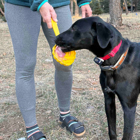 Stick Hand-Held Dog Enrichment Toy