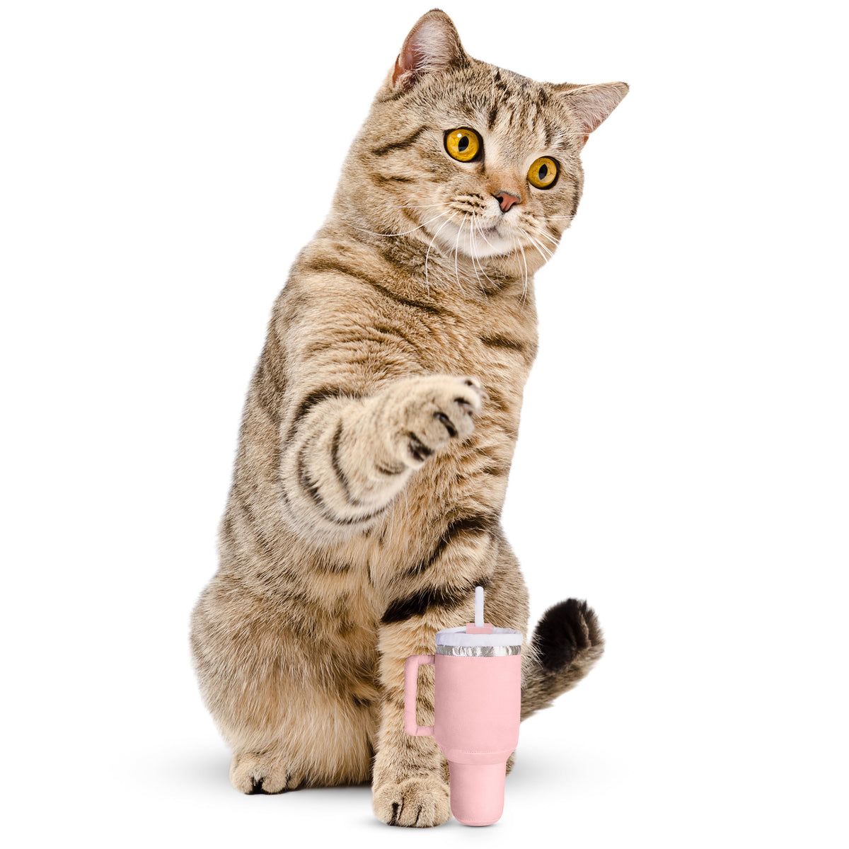 Catnip & Crinkle Plush Cat Toy