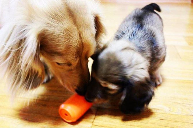 Can Toy Rubber Dog Chew Toy & Treat Dispenser