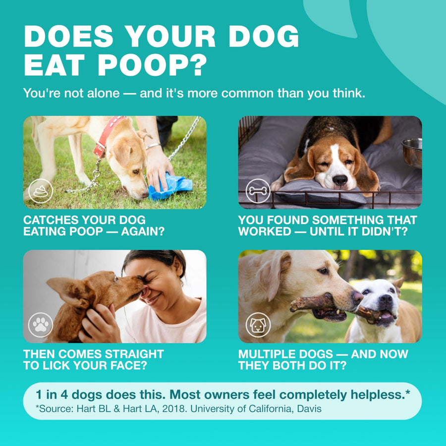 Dog Probiotics for Digestive Health with Enzymes