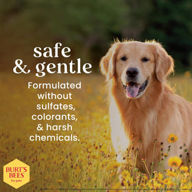 Waterless Shampoo Spray for Dogs, Apple & Honey, No-Rinse Dry Dog Shampoo for All Dogs and Puppies, Ph Balanced, No Sulfates, Parabens, Phthalates, 10 Fl Oz