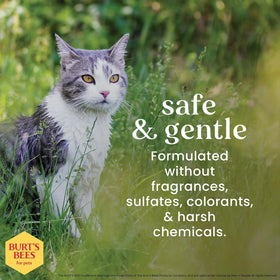 Hypoallergenic Cat Shampoo with Shea Butter and Honey, Gentle Formula for Indoor Cats with Dry or Sensitive Skin, Ph Balanced, Fragrance-Free, 10 Fl Oz - 2 Pack