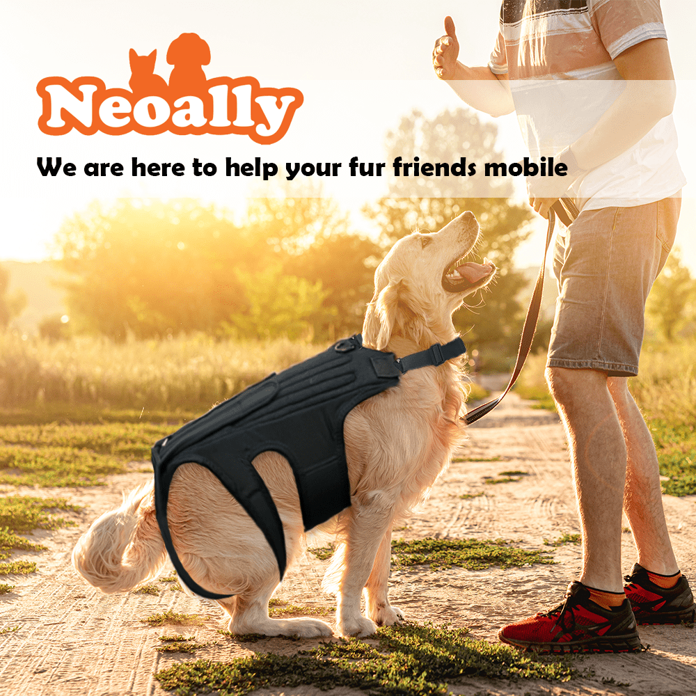Dog Back Brace for Dogs with Inserts for Extra Support