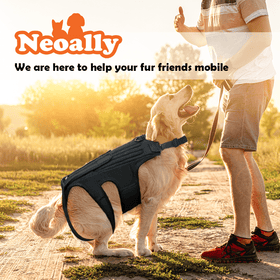 Dog Back Brace for Dogs with Inserts for Extra Support