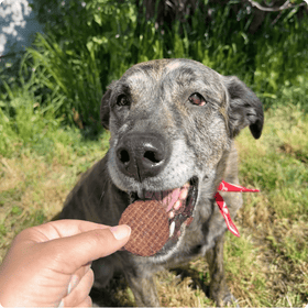 Beef Chips Dog Treats | Single-Ingredient Healthy Treats for Dogs